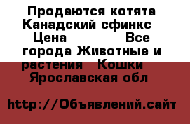 Продаются котята Канадский сфинкс › Цена ­ 15 000 - Все города Животные и растения » Кошки   . Ярославская обл.